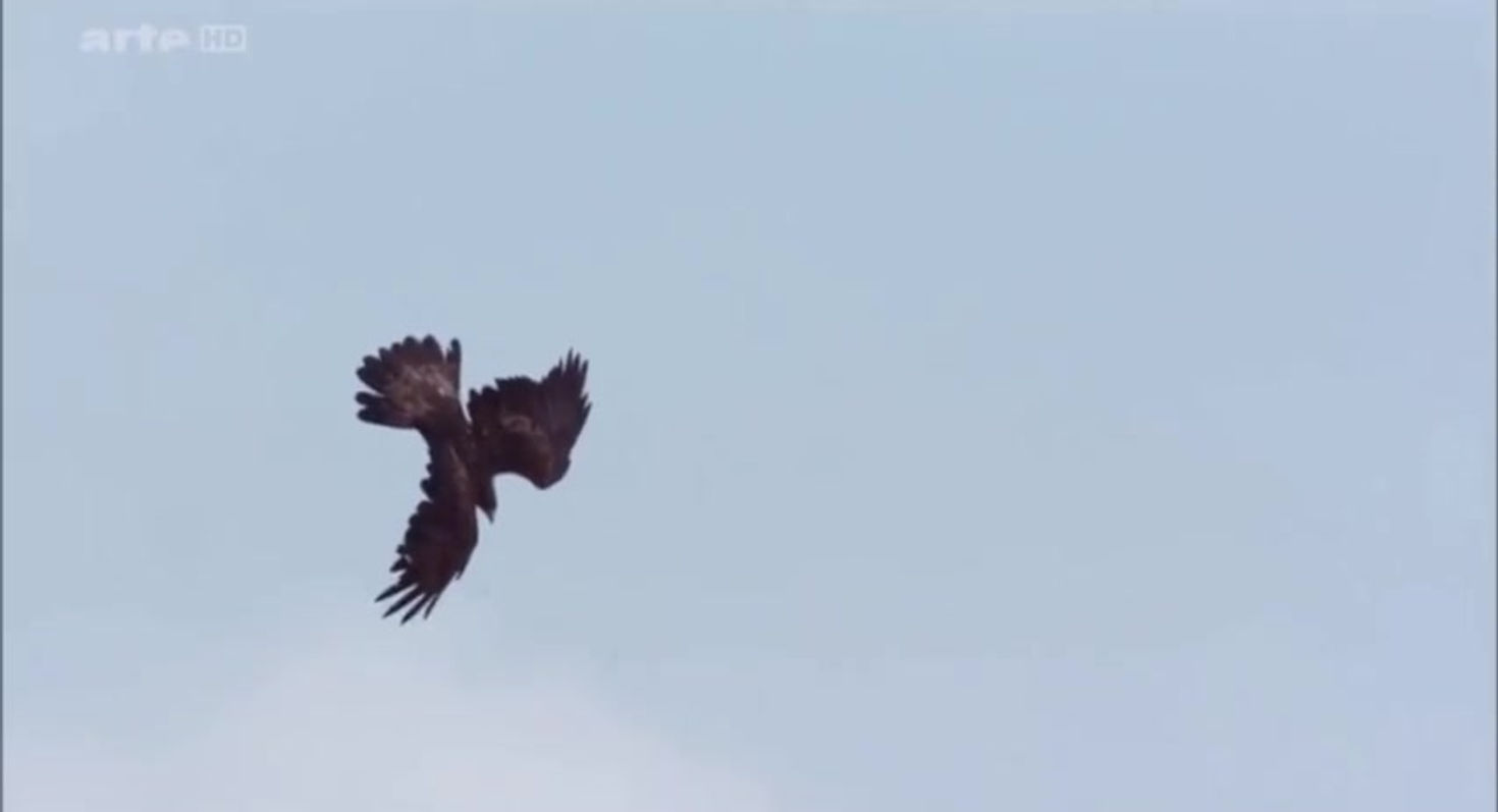 Spirit Animal ~ Eagle ~Native American Music -Niall